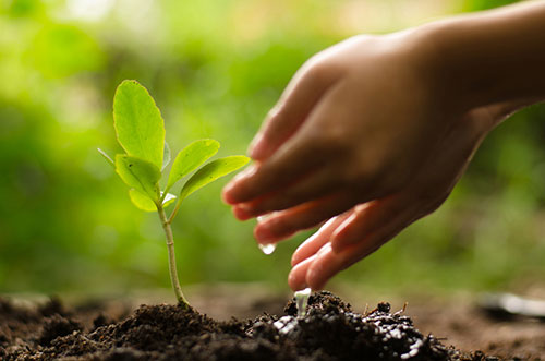 Watering plant